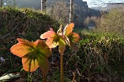 Anello Fraggio-Vaccareggia-Reggetto-Salzana da Pizzino di Taleggio il 30 marzo 2019 - FOTOGALLERY